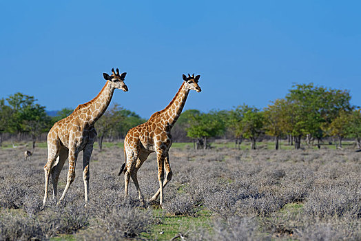安哥拉,长颈鹿,两个,幼兽,走,埃托沙国家公园,纳米比亚,非洲
