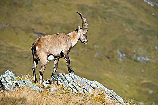 阿尔卑斯野山羊,雄性,岩石上,高,陶安,国家公园,卡林西亚,奥地利,欧洲