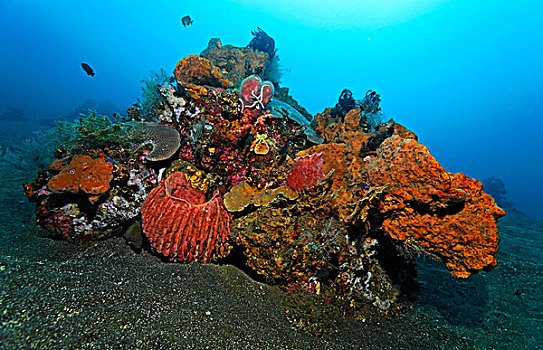 珊瑚,多样,种类,海绵,鱼,羽毛,星,迷你,礁石,沙,地面,巴厘岛,海洋,印度尼西亚,印度洋,亚洲