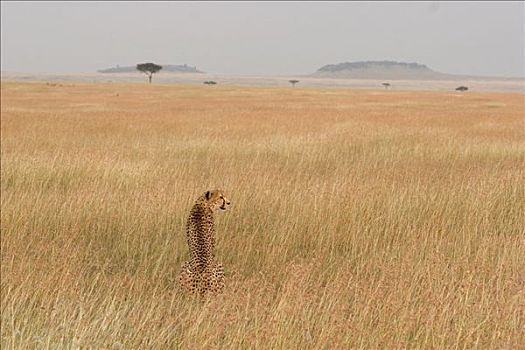 印度豹,猎豹,女性,扫描,平原,黄昏,马赛马拉国家保护区,肯尼亚