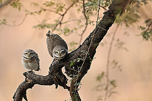 斑点,小猫头鹰,伦滕波尔国家公园,拉贾斯坦邦,印度,亚洲