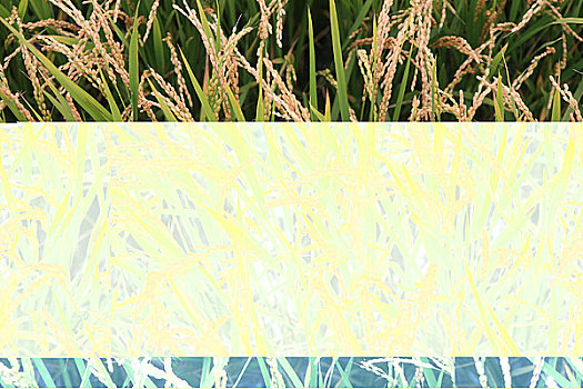 黑龙江,建三江农场种植的水稻