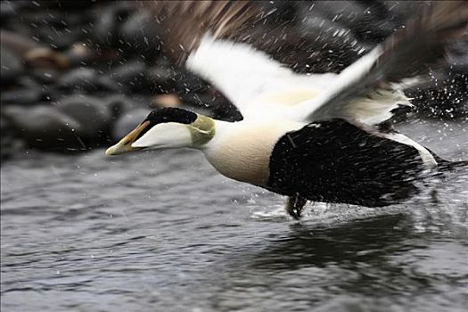 绒鸭,欧绒鸭,飞起,水,冰岛