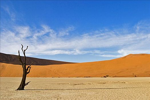 枯木,干燥,粘土,死亡谷,纳米布沙漠,纳米比亚,非洲