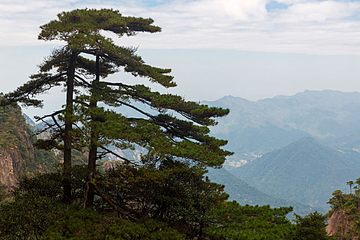 三清山奇松