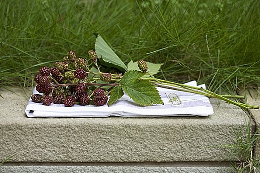 黑莓,嫩枝,抹布