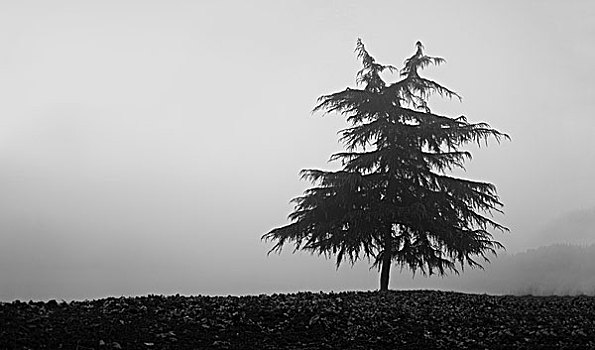 雾松树