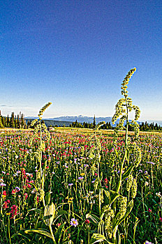 野花,战利品,草地,省立公园,加拿大