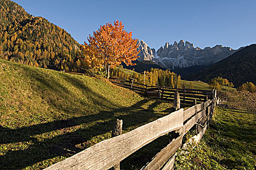 木篱,风景,白云岩,特兰提诺阿尔托阿迪杰,意大利