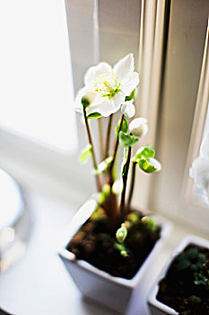 盆栽,花,菟葵,窗台