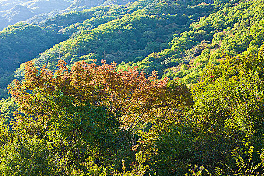 山坡,植被,自然,风光,本溪,湖里村,秋季,红叶,色彩,艳丽