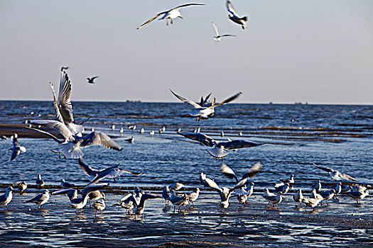 海鸥,鸟,飞翔,动物,过冬,觅食,嬉戏,北戴河,秦皇岛,大海