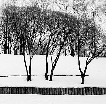 方形,黑白,三个,冬天,树,背景
