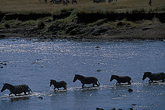 肯尼亚,马塞马拉野生动物保护区,浩大,牧群,平原斑马,斑马,马拉河,塞伦盖蒂,迁徙