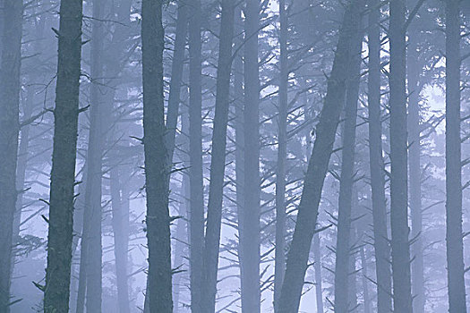 树,遮盖,雾,树林,艾科拉州立公园,坎农海滩,俄勒冈海岸,俄勒冈,美国