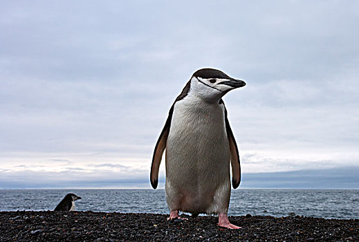 帽带企鹅,南极企鹅,海滩,欺骗岛,南设得兰群岛,南极