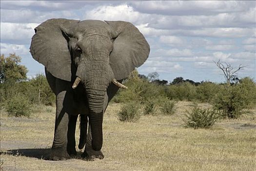 非洲象,卡奥科兰,纳米比亚