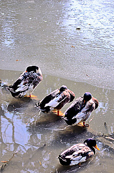 冰面上四只晒太阳的鸭子