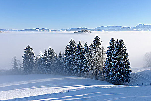 树,薄雾,冬天,风景,瑞士