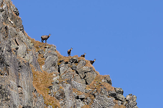 岩羚羊,臆羚,岩石上,山坡,提洛尔,奥地利,欧洲