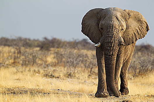 非洲象,老,雄性动物,道路,水坑,埃托沙国家公园,纳米比亚,非洲