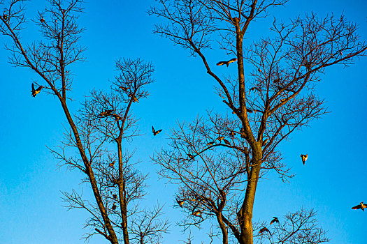 安徽省巢湖秋日余晖下的飞鸟与树木