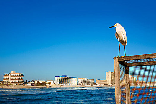 代托纳比奇,佛罗里达,岸边,码头,海鸟,美国
