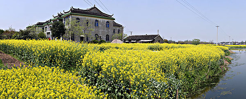 常熟油菜花全景