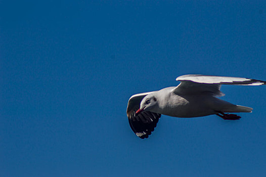 大理洱海海鸥