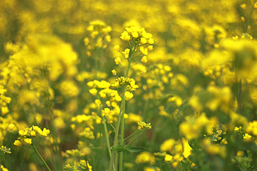 油菜花