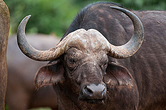 南非水牛,非洲水牛,萨布鲁国家公园,肯尼亚