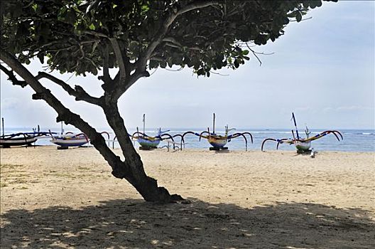 海滩,树,船,靠近,沙努尔,登巴萨,巴厘岛,印度尼西亚,东南亚
