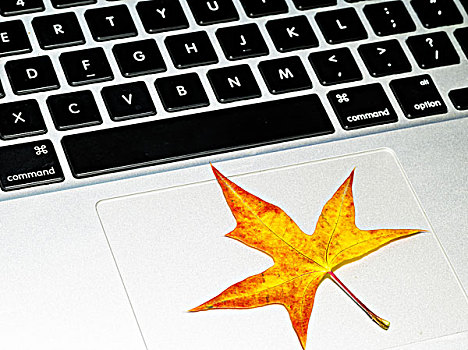 电脑笔记本键盘与枫叶