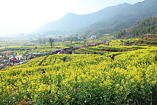 婺源,春天,油菜花,徽派,建筑,江岭,风情,风景,风光,乡村,民居