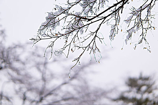 枝上雪