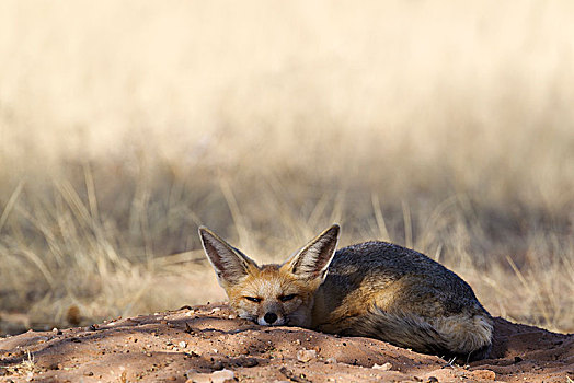 角狐,狐属,休息,洞穴,卡拉哈里沙漠,卡拉哈迪大羚羊国家公园,南非,非洲