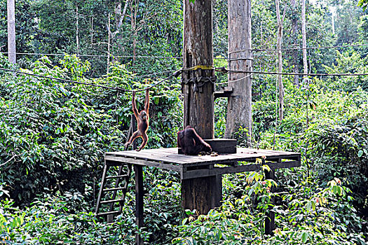 malaysia,borneo,sepilok,orangutan,on,platform,and,being,fed