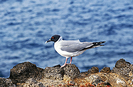 燕子,吃,尾巴,海鸥,燕尾鸥,加拉帕戈斯群岛