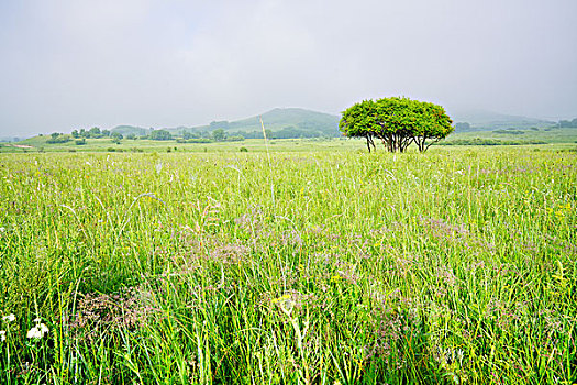 草原,牧场,绿草,旷野