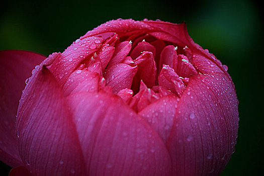 雨中荷花