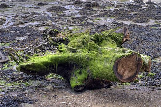 绿藻,遮盖,局部,树桩,布列塔尼半岛,法国,欧洲