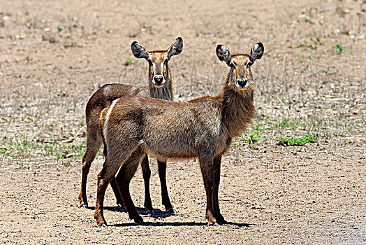 水羚,成年,两只,动物,警惕,干燥,大草原,克鲁格国家公园,南非,非洲