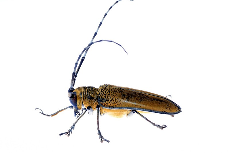 长,犄角,甲虫,昆虫,桑葚_高清图片_全景视觉