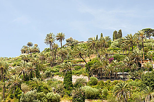 山,棕榈树,树,公园,里维埃拉,利古里亚,意大利,欧洲