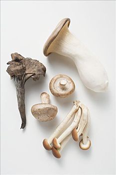 黑蘑菇,香菇,杏鲍菇