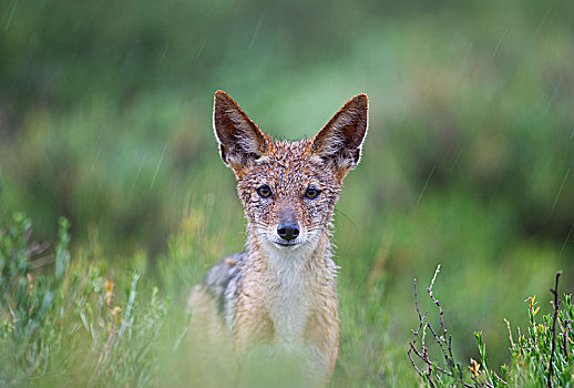 黑背狐狼,黑背豺,头像,雨,下雨,季节,绿色,环境,卡拉哈里沙漠,卡拉哈迪大羚羊国家公园,南非,非洲
