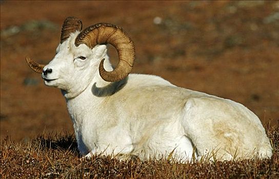 野大白羊,公羊,白大角羊,德纳里峰,阿拉斯加