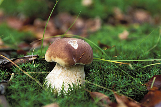 牛肝菌,德国,蘑菇