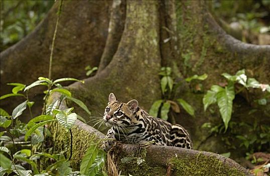 豹猫,虎猫,倚靠,板状根,林中地面,亚马逊雨林,厄瓜多尔,南美