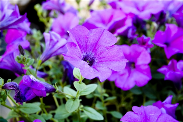 紫色喇叭花树图片